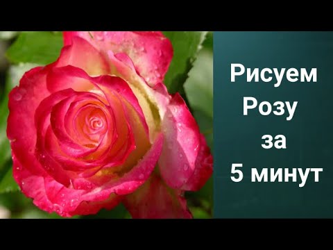 Видео: Как рисовать розу. Получите 50 уроков бесплатно ссылка в описании.
