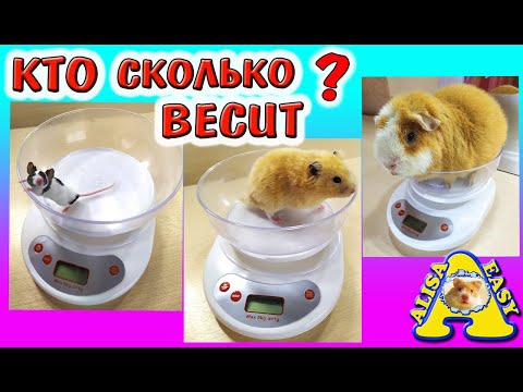 Видео: ВСЕ НАШИ ПИТОМЦЫ / КТО сколько ВЕСИТ? / Сколько ВЕСЯТ хомки / Mорская Cвинка, Кот / Alisa Easy Pets