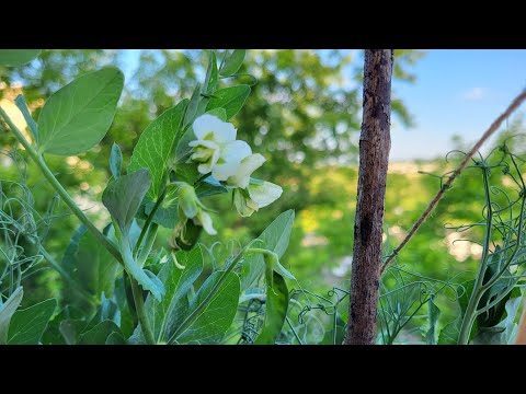 Видео: Горох на балконе.