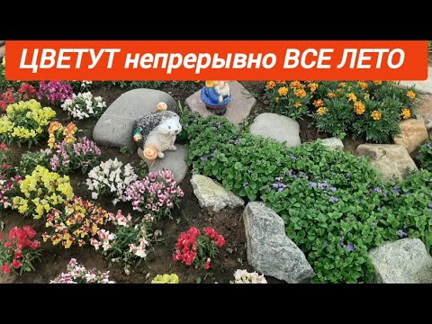Видео: ВНЕСИТЕ ЭТО УДОБРЕНИЕ И ЗАБУДИТЕ ПРО ПОДКОРМКИ, чем подкормить рассаду и цветы