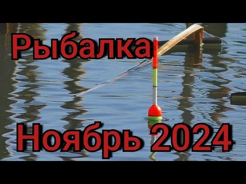 Видео: Рыбалка на поплавок 10-ноября 2024 г.Дикая рыбалка на реке в ЭКСТРЕМАЛЬНУЮ не погоду!