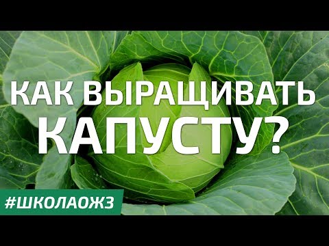 Видео: Школа ОЖЗ (10) - выращивание капусты