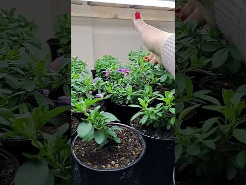 Видео: Получила черенок.Обзор.20 февраля 2024.