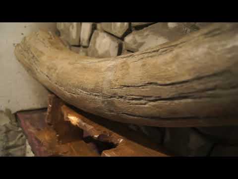 Видео: Сенсация !!! На Кубани нашли бивень мамонта ! )))