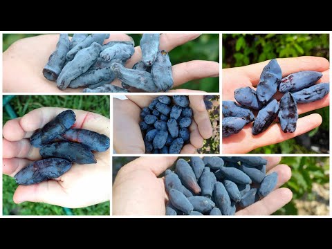 Видео: Жимолость в контейнерах: 5 легендарных сортов! Открыт прием заявок на август-2022г.