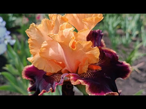 Видео: Ирисы, пионы, люпины - цветы июня. Тульская область.