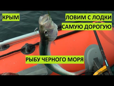 Видео: Крым. Ловим самую дорогую рыбу Черного моря