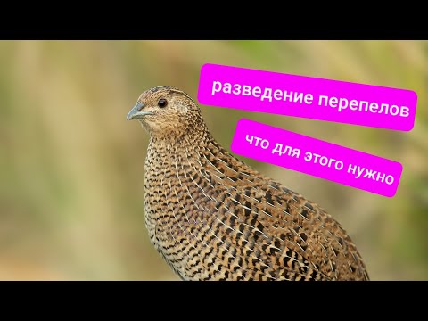 Видео: РАЗВЕДЕНИЕ ПЕРЕПЕЛОВ ЧТО ДЛЯ ЭТОГО НУЖНО?