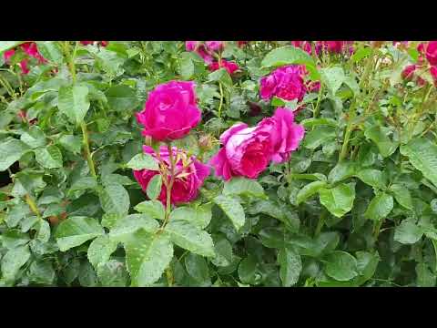 Видео: Розы Тантау  2022  (часть 1)