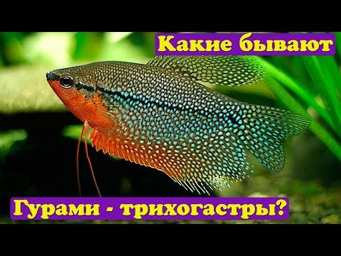 Видео: Какие бывают гурами - трихогастры?