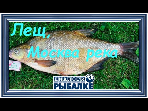 Видео: Диалоги о рыбалке - 048 / Лещ, подмосковье, Москва река