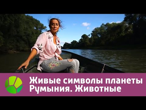 Видео: Румыния. Животные | Живые символы планеты | Живая Планета