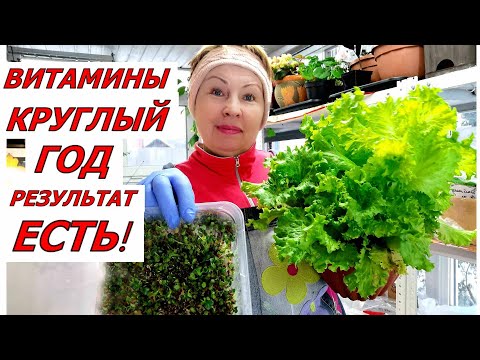 Видео: Выращу в  два раза больше зелени лука. Отличный способ выращивания микрозелени и салатов