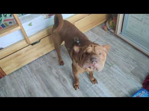 Видео: Шарпей. Воспитание до года собак 2020 Shar Pei. Raising up to a year of dogs