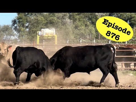 Видео: Быки остаются быками!