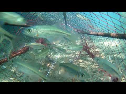 Видео: Ловушка на рыбу зонтик против самодельной ловухи, подводные съёмки впоймал змею
