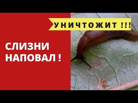 Видео: Слизни. ПАРАДОКСАЛЬНЫЙ МЕТОД УНИЧТОЖИТ ВСЕХ! Как избавиться от слизней в саду и огороде. Обработка