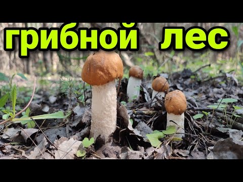 Видео: ГРИБНОЕ СЧАСТЬЕ!!  Нашел еще один ГРИБНОЙ ЛЕС. Сбор грибов 2023