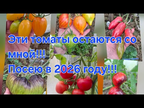 Видео: Эти томаты,остаются со мной!!!Буду сажать в 2026 году!!!Коллекционные томаты,начинают зреть🥰🥰🥰