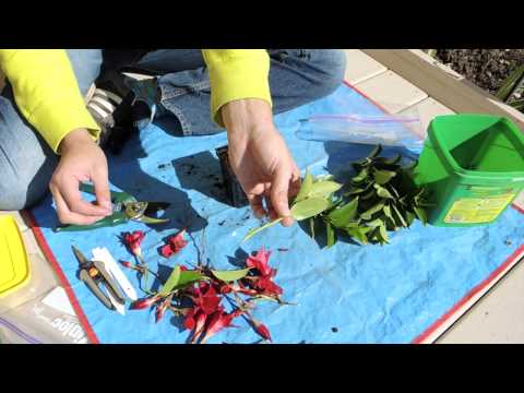 Видео: Стеблевые черенки дипладении мандевиллы