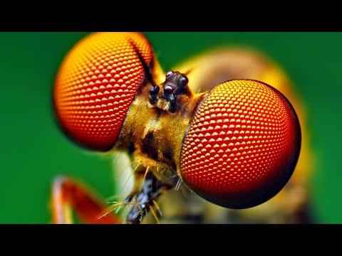 Видео: Как животные видят, чувствуют запахи и бьются током