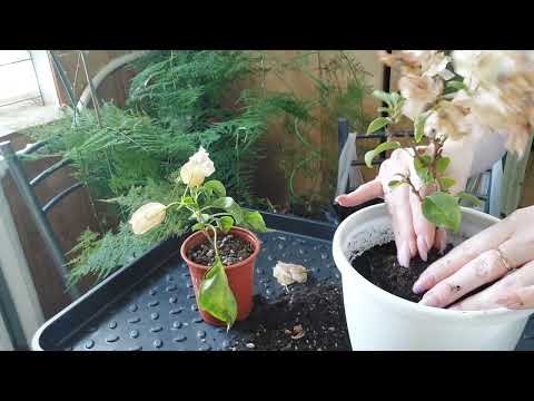 Видео: Пересадка бугенвиллий в большой горшок с секретом 🌱😉👌🪴!