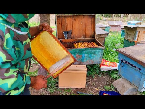 Видео: Вакти асал гириам сар шид як рамкаш 5 кг бзанен лайкора 👍👍👍🙏🙏🙏🙏🙏