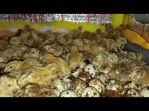 Видео: Перепела, Феникс.Начался вылуп 25.02.22