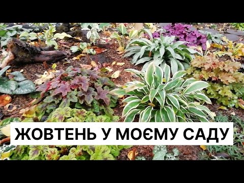Видео: Прогулянка садом🌸 Як виглядає мій тіньовий сад у жовтні?