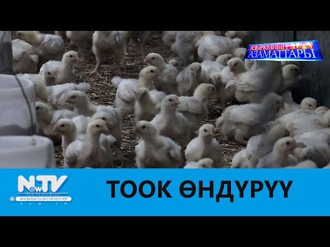 Видео: ТООК ӨНДҮРҮҮ\\АЗЫРКЫНЫН АЗАМАТТАРЫ\\NewTV