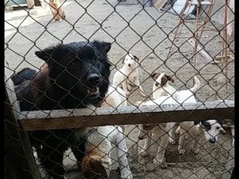 Видео: Рыжая храпит  Вкусная каша из потрошков  Халашка укусила одного щенка  Про Стрелку и Чёрную кошку