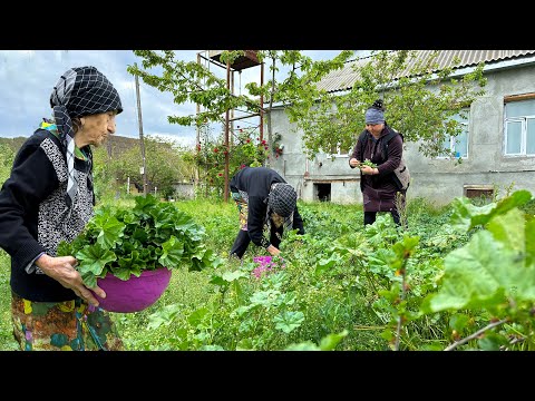 Видео: 100-летнее блюдо из обыкновенной мальвы! Сбор мальвы