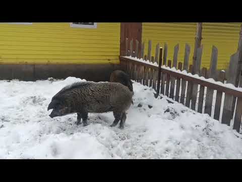 Видео: Кабаны зимой. Венгерская мангалица