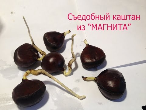 Видео: Выращиваю съедобный каштан из магазина "Магнит"