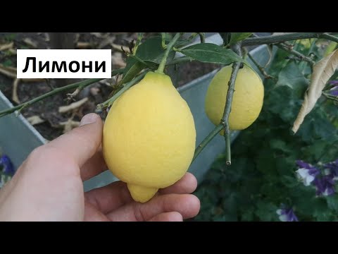 Видео: Лимон: Торене, Отглеждане, Напояване, Цъфтеж