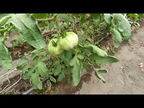 Видео: Условия при късните домати и егото,че си на високо.