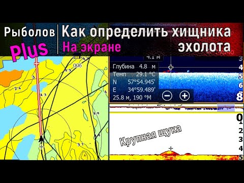 Видео: Как различить рыбу на экране эхолота