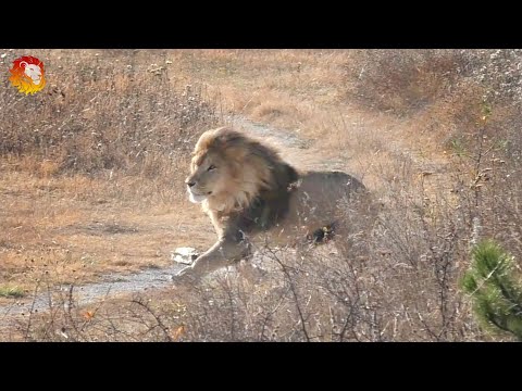 Видео: Львы. Звали Филю, а пришёл Олежка. Витя с невестами на водопое :) Тайган Lions. Taigan