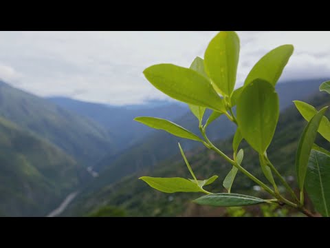 Видео: Бесконечные плантации коки. Шашлык из морской свинки. Боливия. Мир Наизнанку - 5 серия, 7 сезон