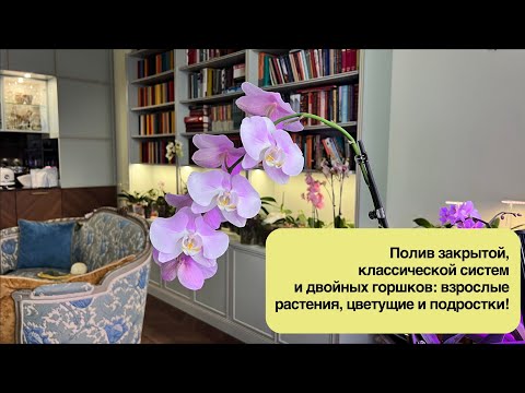 Видео: Очередной долгий полив - других и не бывает, когда у вас 140 орхидей! 😄⛄️🎅