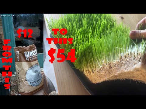 Видео: Заготовьте корм, чтобы сэкономить $$$