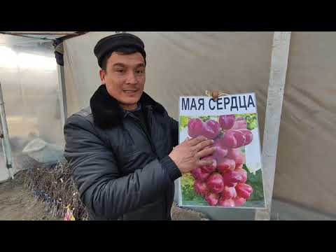 Видео: 902773134, 995202244,916604380 Аватар ва бошка янги нав узум кучатлари сотувда.