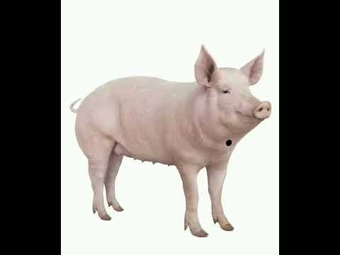 Видео: Как правильно забить свинью! Нельзя бить свинью!