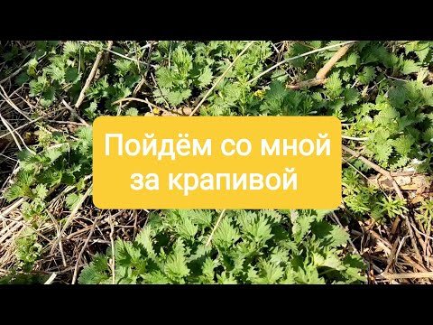 Видео: Собираю крапиву для шиншилл