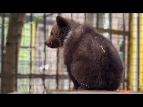 Видео: Маленький медвежонок забрался на крышу берлоги и не знает как с нее слезть!