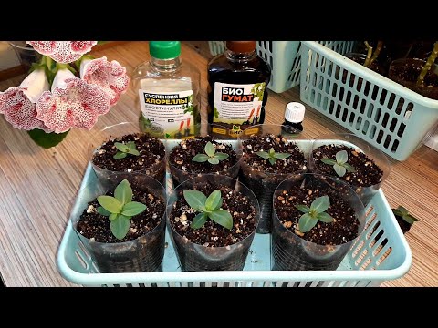 Видео: ПОЧЕМУ НЕ РАСТЁТ ЭУСТОМА?!🌱