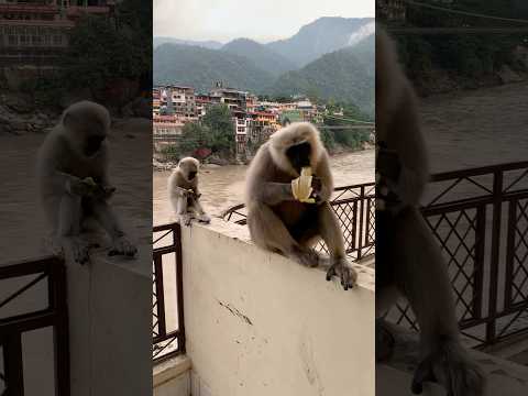 Видео: Лангуры и банан #animals #langur #rishikesh #india #ganga