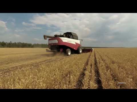 Видео: Уборка озимой пшеницы 2024г.