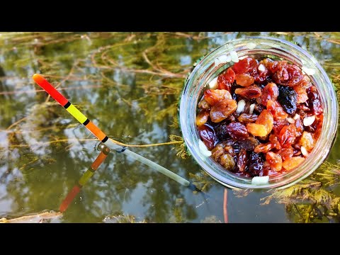 Видео: Тестирую "ЧУДО" насадку. Результат удивил. Рыбалка на поплавок.