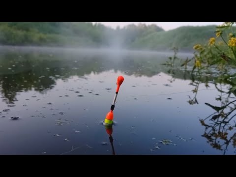 Видео: КРУПНЫЕ КАРАСИ В ПЕРЕСЫХАЮЩЕЙ ЛУЖЕ! Рыбалка на поплавок